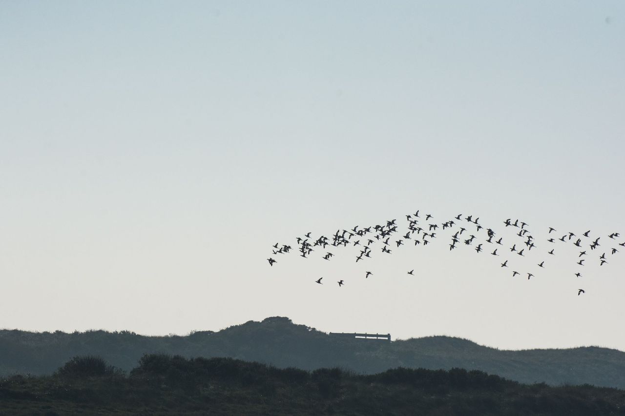 vliegende vogels boven duin Vlieland (klein)