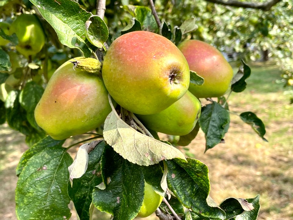 Appels in de collectieboomgaard