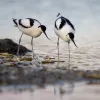 Wad- en weidevogels-excursie Hegewiersterfjild