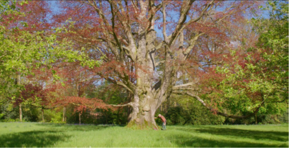 Foto van een mooie indrukwekkende boom