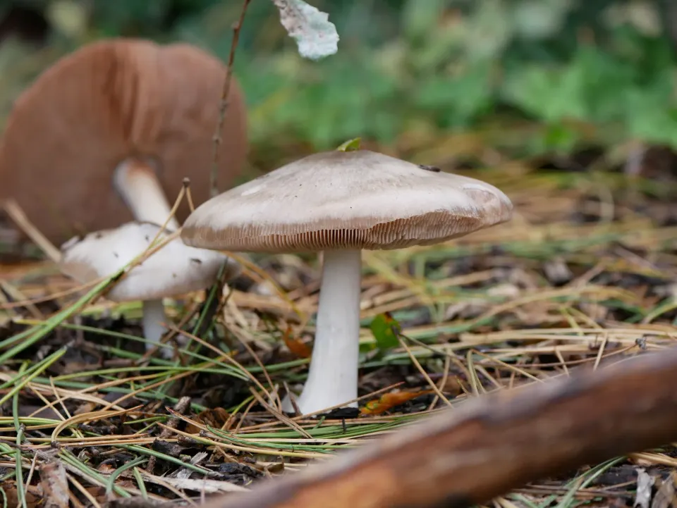 Zondagwandeling Hortus Botanicus