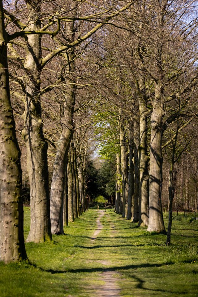 Een bospad in de Van Gogh wandelroute Helvoirt.