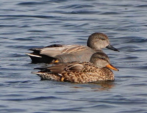 Thema bijeenkomst over watervogels