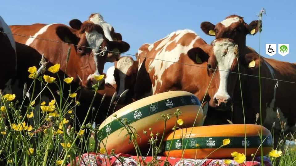 Koeien in een groen weiland met wielen ambachtelijke streekkaas van Boerbert op de voorgrond, duurzame kaasmakerij in het Groene Hart.
