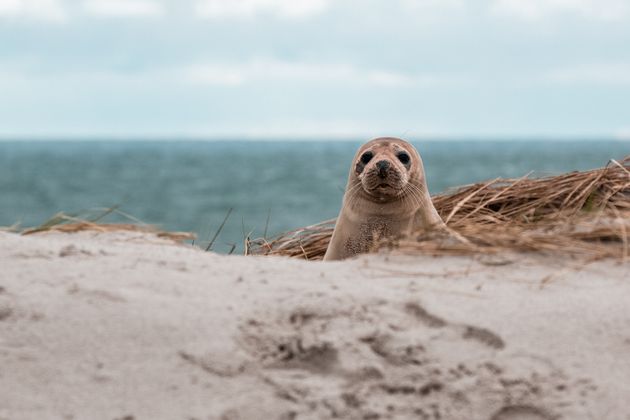 Zeehond vrijlaten met A Seal op Goeree-Overflakkee