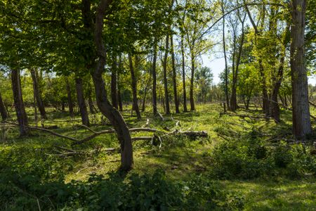 Bos in Almere