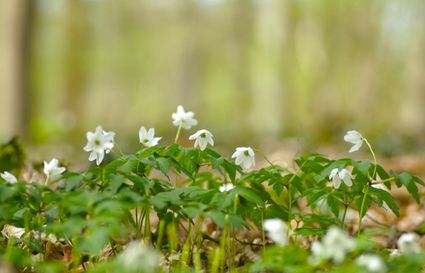 IVN-KNNV | Voorjaarswandeling in Ratum