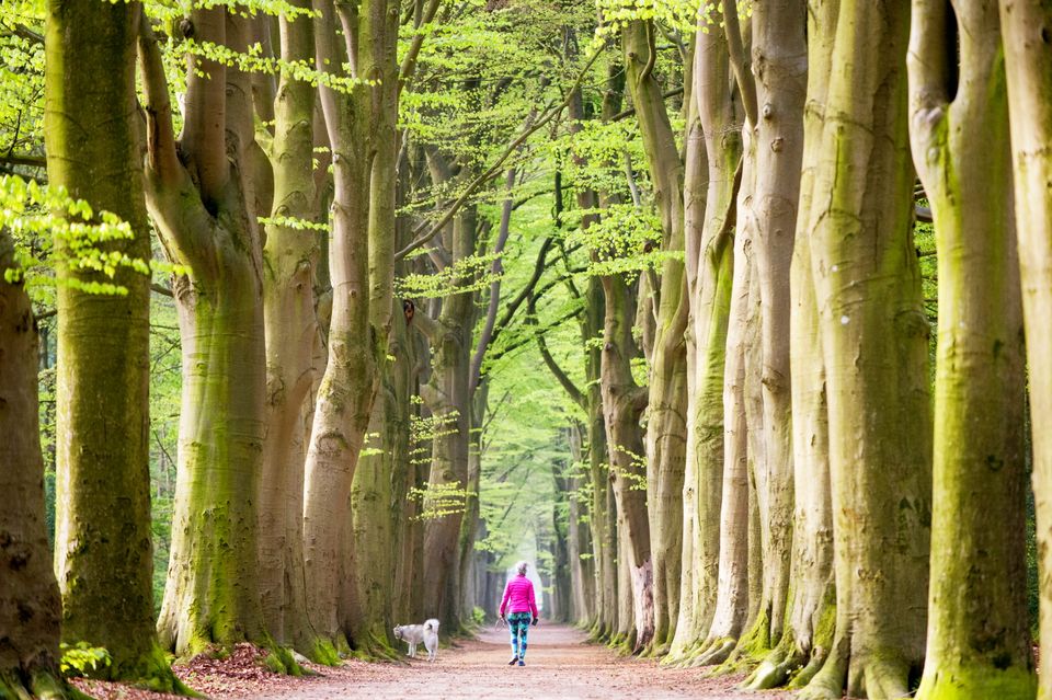 Van boom tot bos Oranjewoud