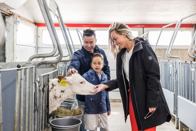 Een man, een vrouw en een kind aaien aan kalfje in de stal bij Boereiis in Akkrum.