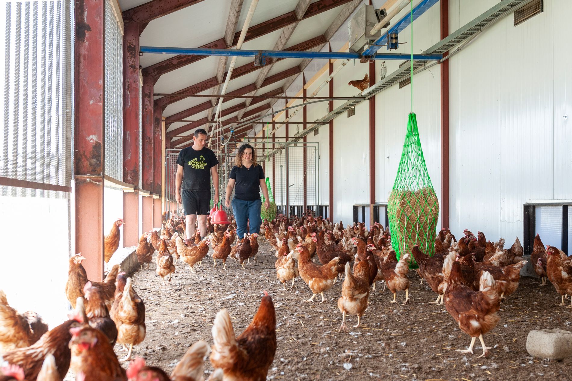 Tussen de Kippen bij HeRo Ei