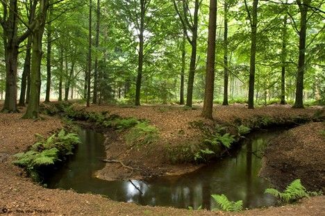 de beerze op baest