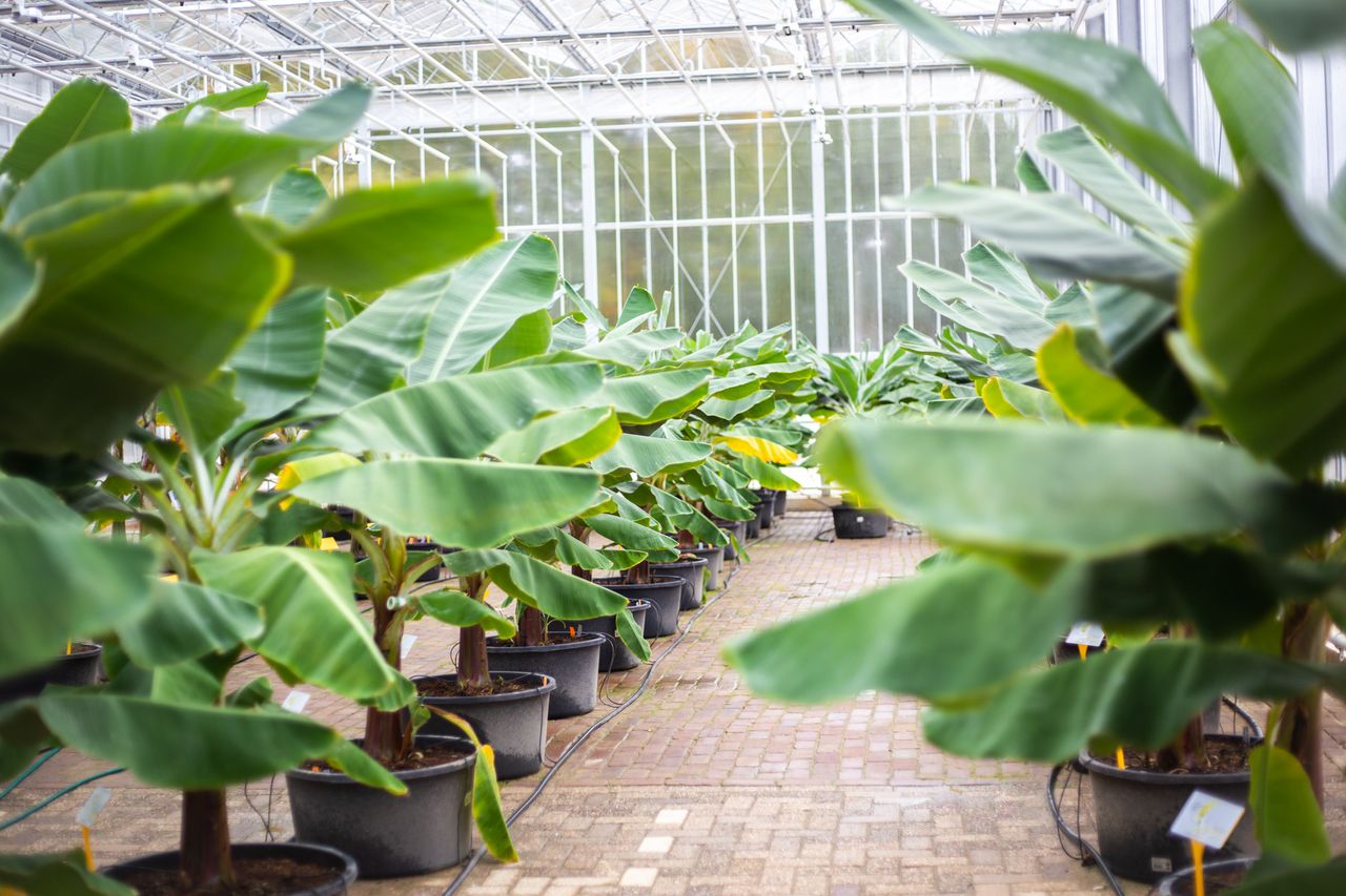 Kas met bananenplanten