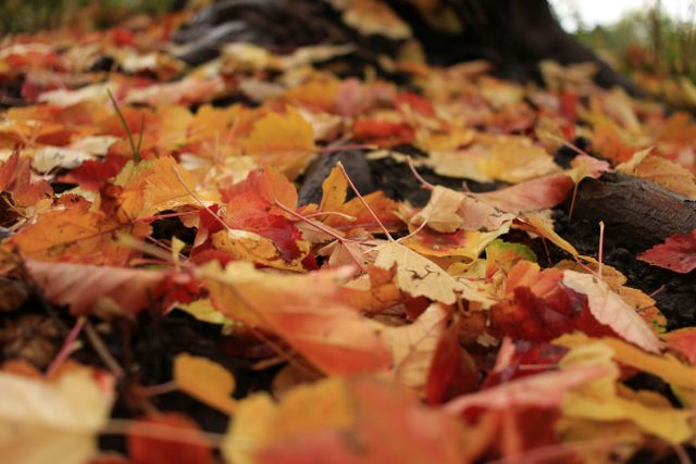 Herfstbladeren op de grond