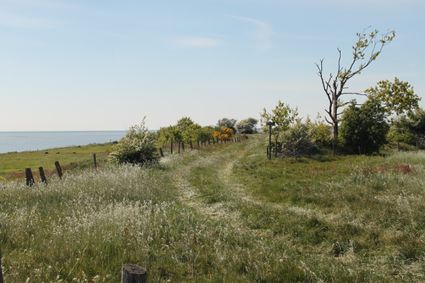 Een natuurgebied in Oudemirdum.