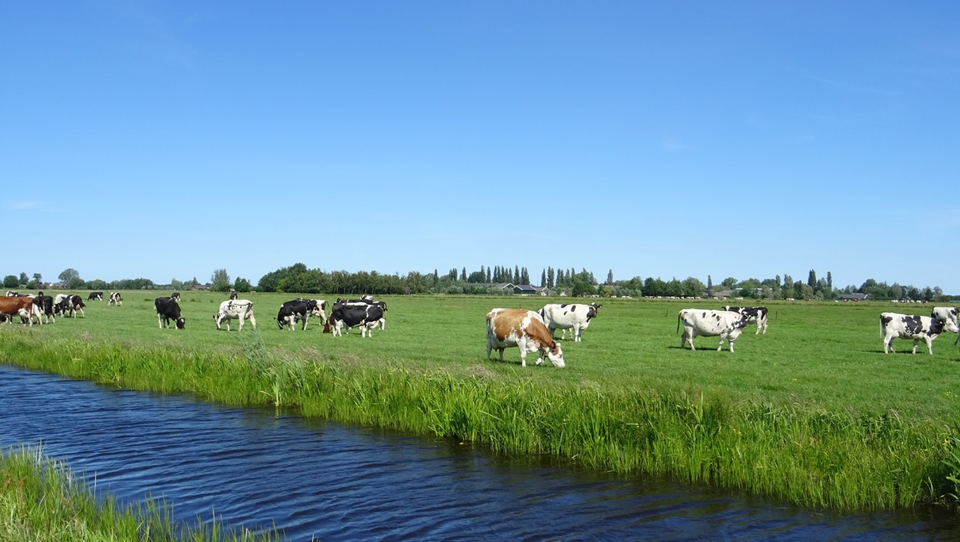 Kaasboerderij Vrede-Oord in Kamerik, Groene Hart, melkkoeien grazen in een uitgestrekte groene polderweide langs een sloot onder een heldere blauwe lucht in het Hollandse veenweidelandschap.
