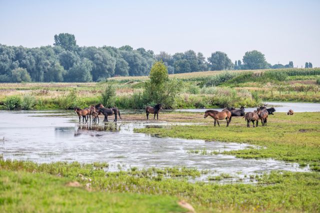 Paarden langs de rivier in Keent