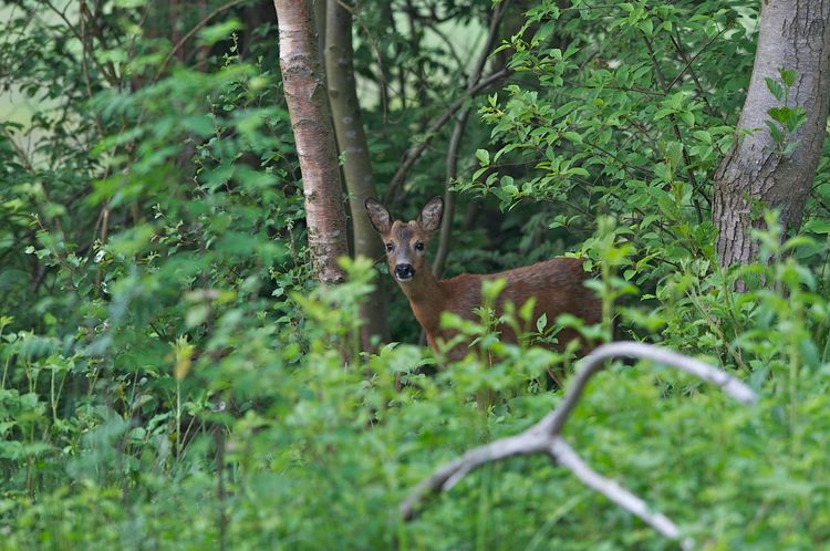 Natuur - ree