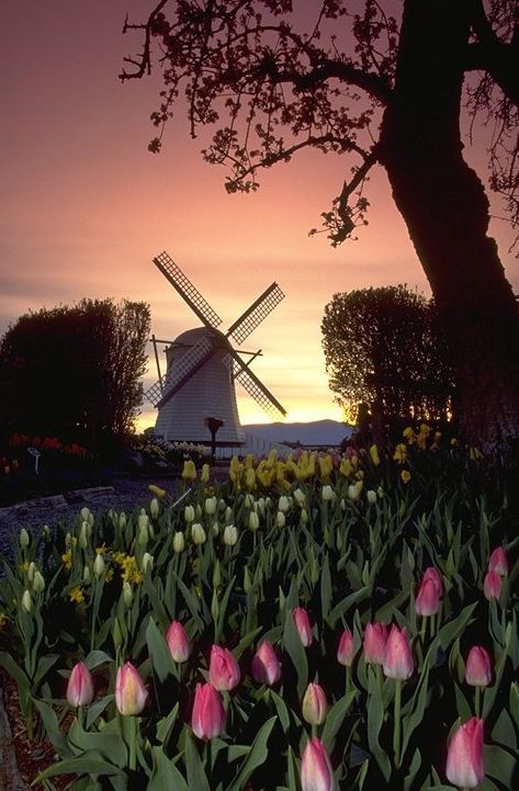 Tulip Inn Leiderdorp photo showing blooming tulips and windmill.