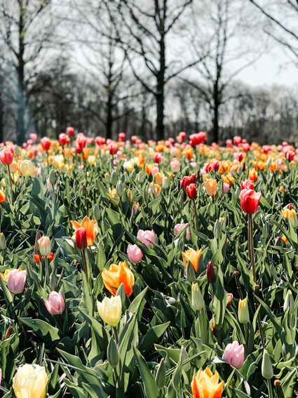 Bloembollen met bomen op de achtergrond