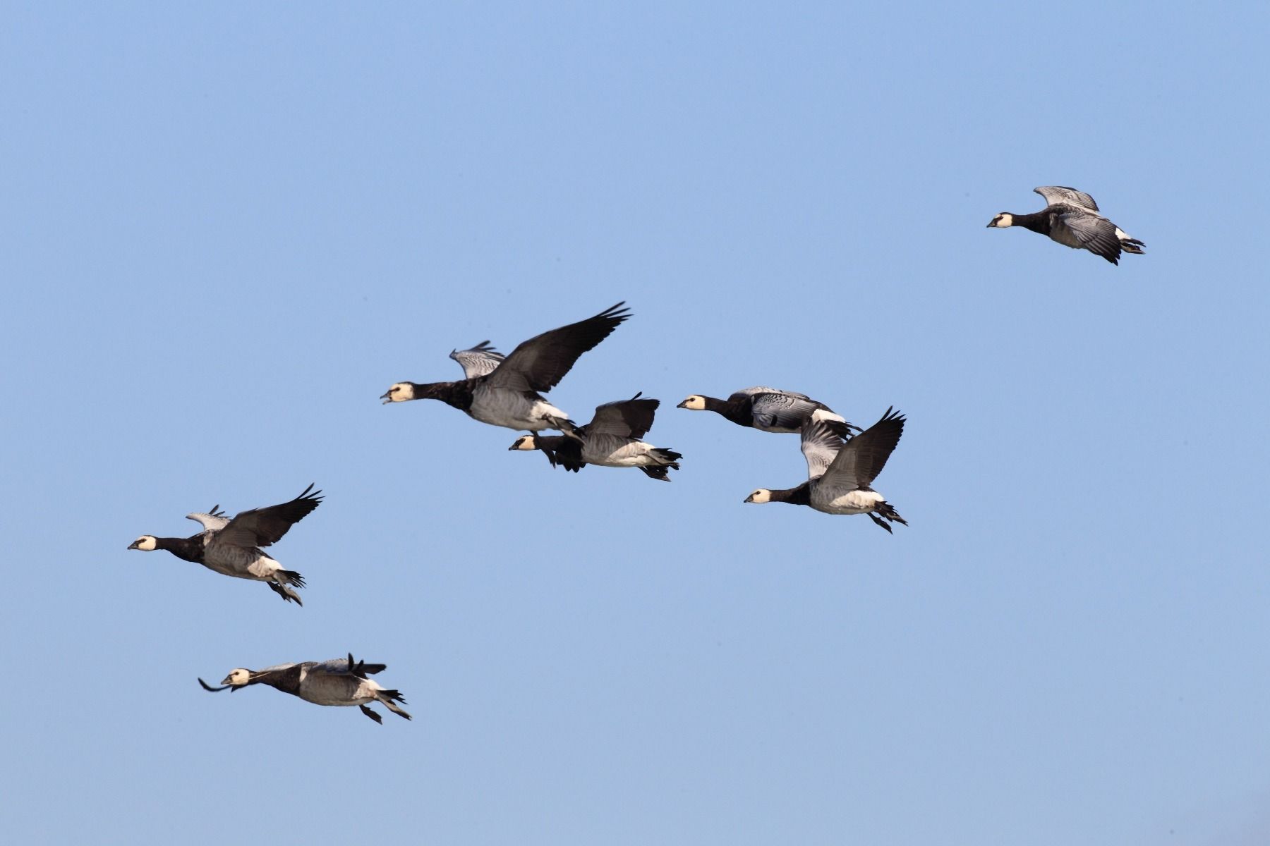 Wintervogels in de Ruigten