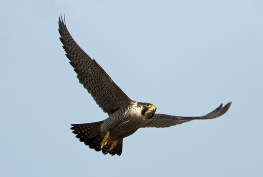 foto: Dirk Eijkemans