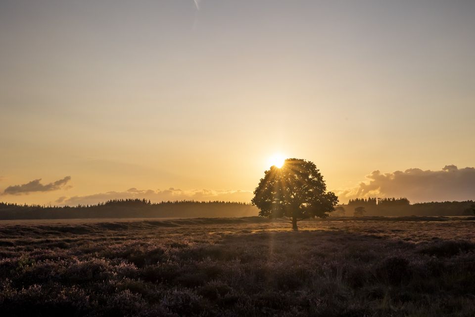 Zonsondergang over een open veld
