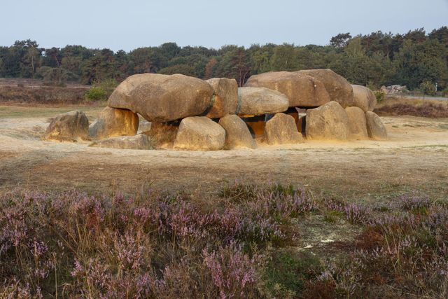 Hunebed Holtingerveld omringd door bloeiende heide