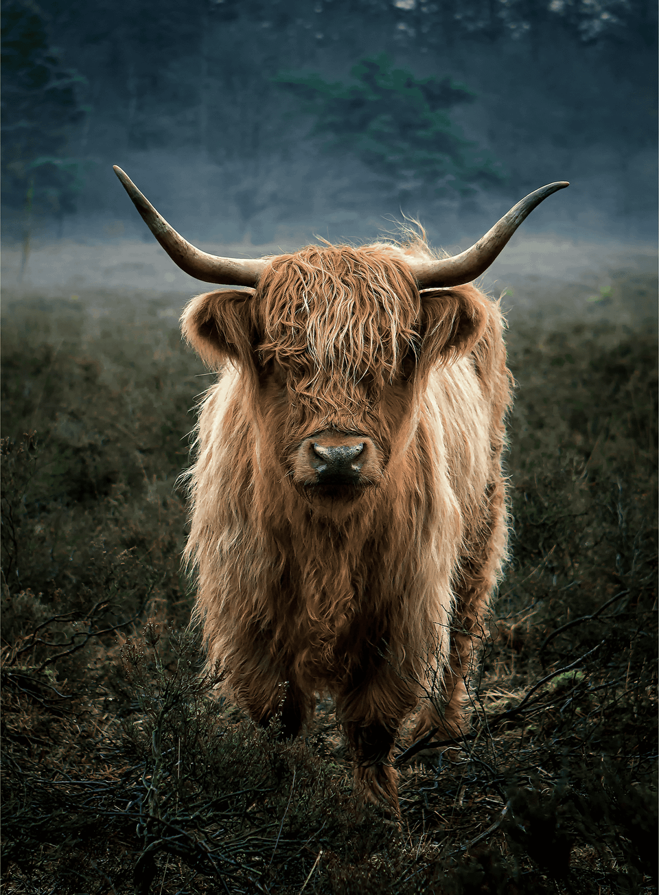 Een Schotse hooglander in Boswachterij Gees