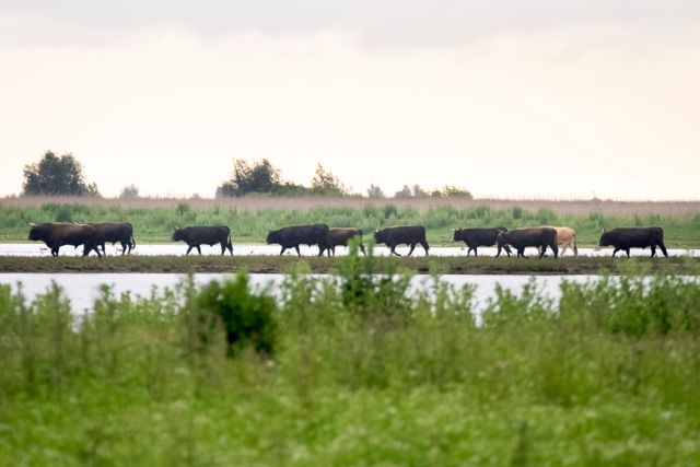 oostvaardersplassen almere natuur dieren