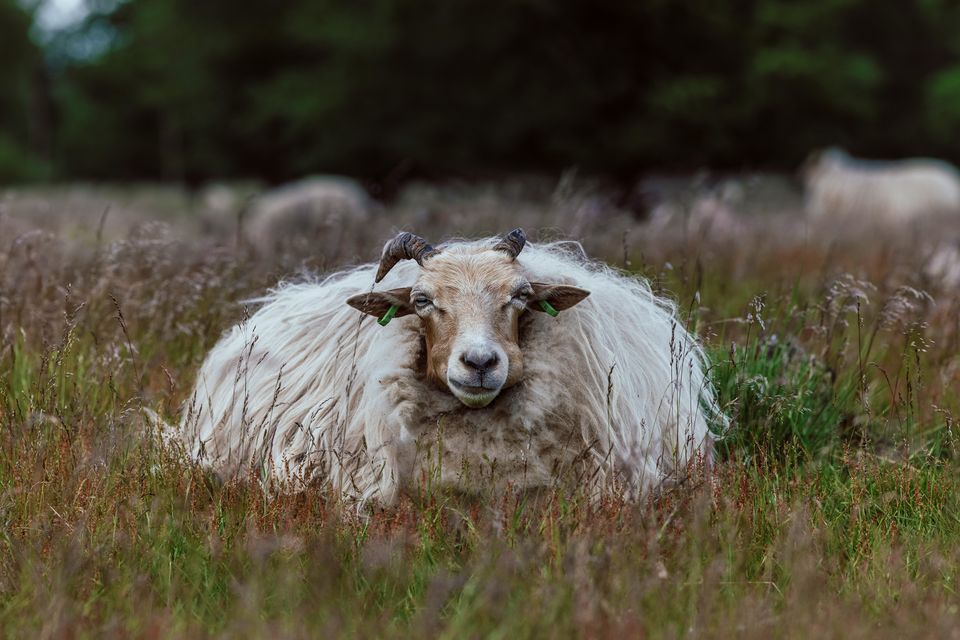ein Schaf in der Natur