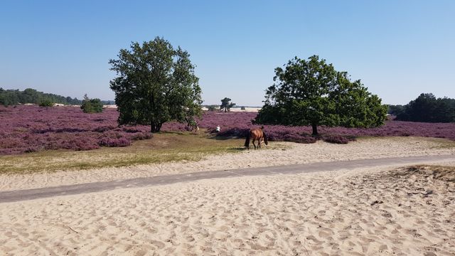 Loonse en Drunense Duinen