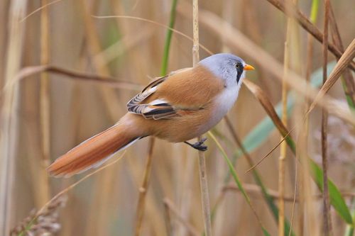 Vogels spotten in de Lettelberterpetten
