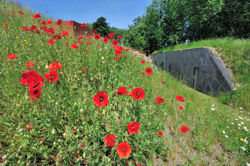 Fort Kijkuit met klaprozen