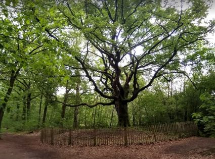 Verhalenwandeling Landgoed ten Vorsel