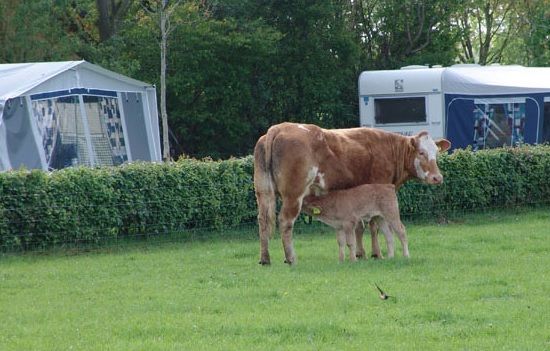 De Menmoerhoeve