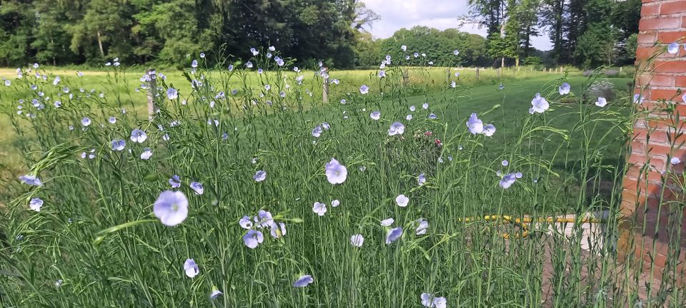 Zaai je eigen vierkante meter vlas!