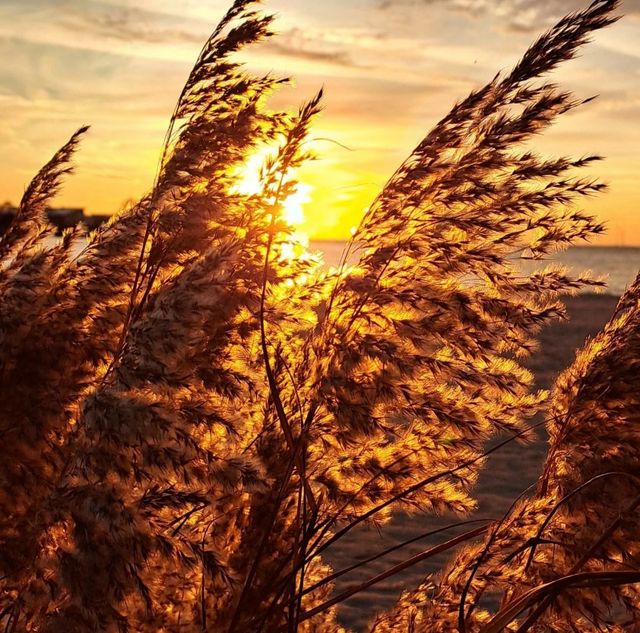 Zonsondergang boven het IJsselmeer bij Makkum in Zuidwest Friesland, met goudkleurig riet op de voorgrond en de zon die door de rietpluimen schijnt.
