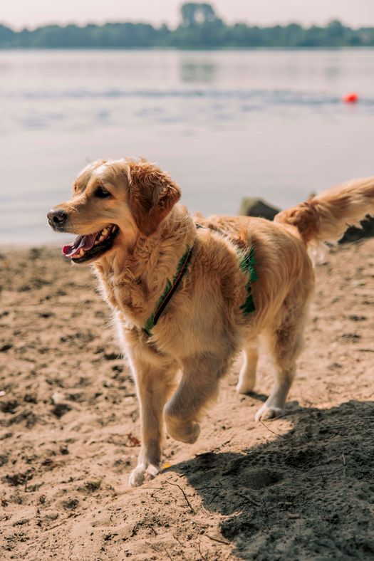 Hond op het strand.