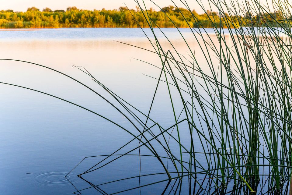 Ankeveense Plassen