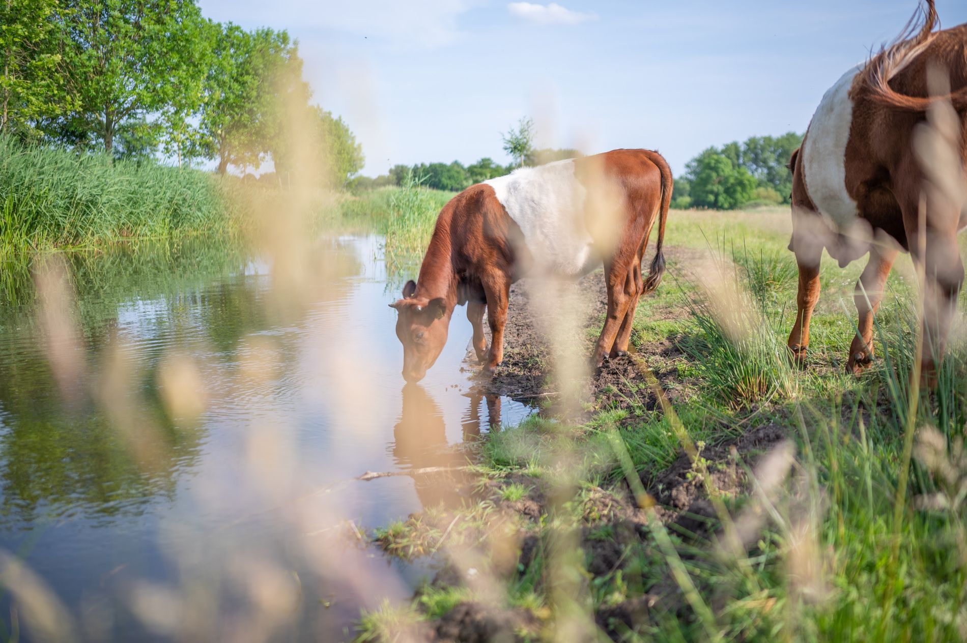 Lakenvelders aan de Dommel