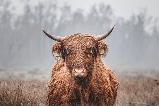 Tiengemeten