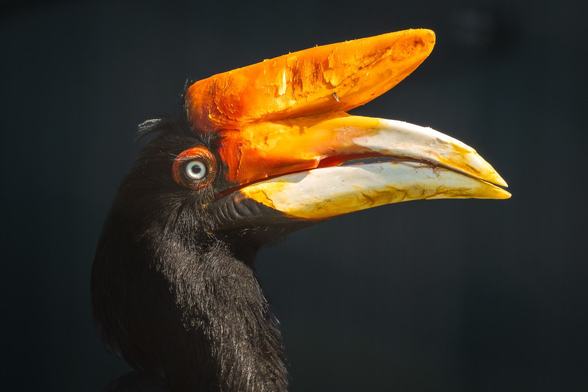 Bijzondere vogels in Brook Valley Zoo