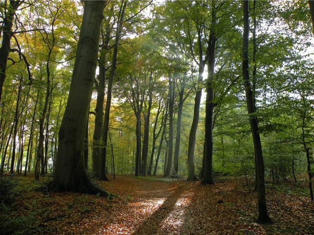BEUKENLAAN IN SPANDERSWOUD