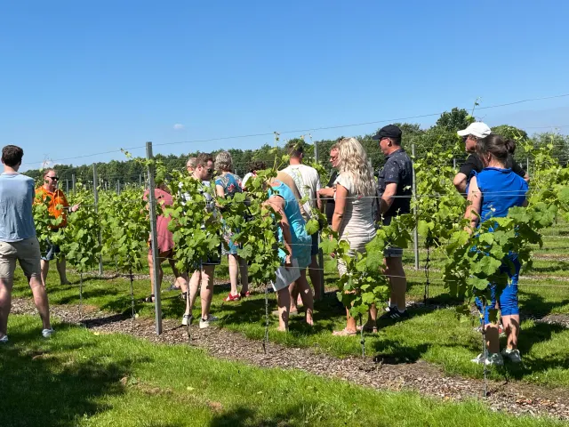 Wijngoed Drenthe rondleiding door de wijngaard