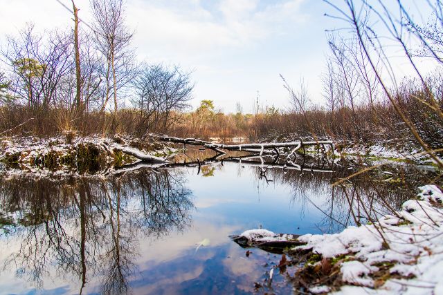 Oisterwijkse bossen en vennen met een laagje sneeuw.