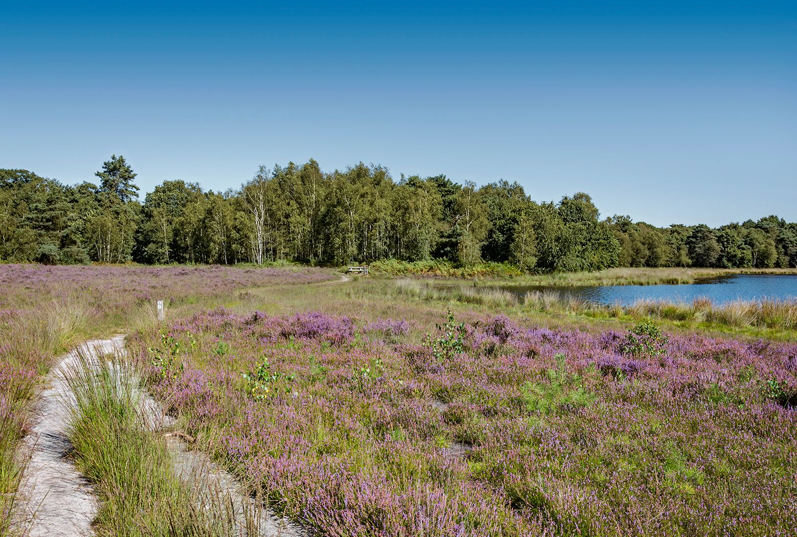 Dwalen over de Strijbeekse Heide