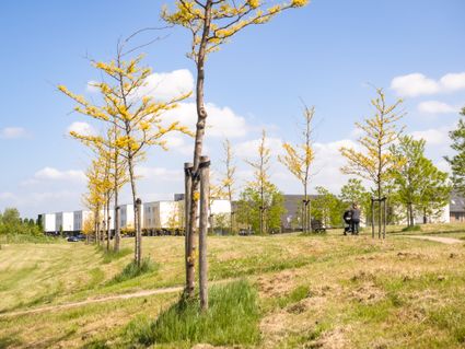 Foto van een park met bomen