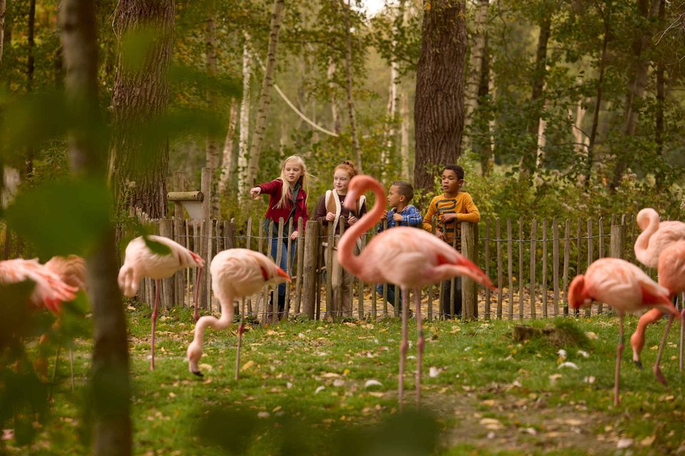 Flamingo's en kinderen in AquaZoo