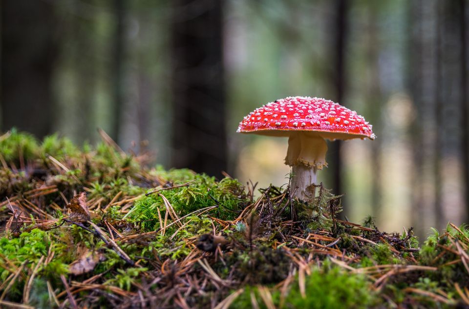 Rode paddenstoel met witte stippen in het bos.