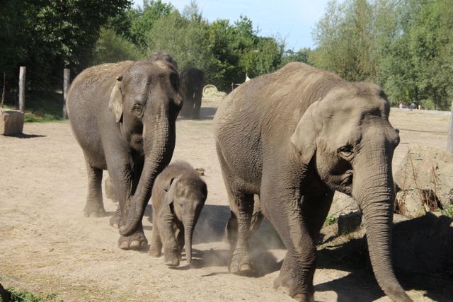 Dierenrijk olifanten in Eindhoven Zoo in Mierlo